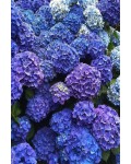 Гортензія широколиста Боденсі | Hydrangea macrophylla Bodensee | Гортензия широколистная Боденси